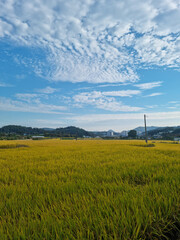 autumn golden rice field. 
Rural landscape.