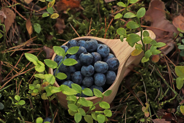 Wooden mug full of fresh ripe blueberries in grass