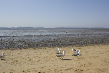 Seagulls gathering on the beach