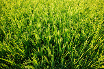 Green fields of rice, close-up in sunlight.