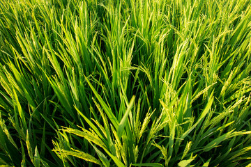 A view of green fields of rice.