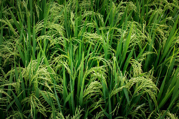 The texture of green fields of rice.