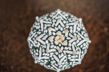 Astrophytum cactus close up with Akadema stone . Astrophytum Catus in black pot. Astrophytum asterias cactus. Top view of Astrophytum Asterias .
