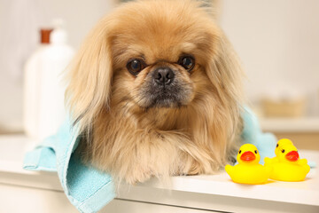 Cute Pekingese dog with towel and rubber ducks in bathroom. Pet hygiene