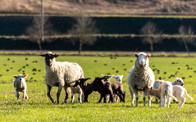 Sheep and lambs in field
