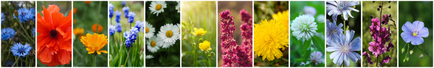 Collage with photos of different beautiful wild flowers