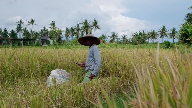 Asian farmer harvest rice in the field