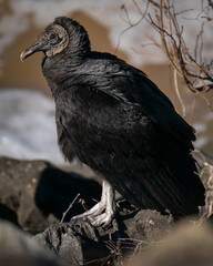 Black Vulture