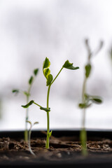 Vegetable sprouts growing in indoor garden