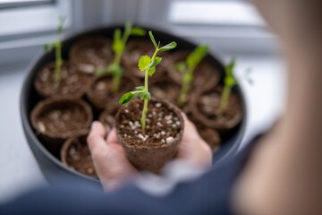 Young boy holding a pot of seedling