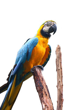 Blue and yellow macaw (Ara ararauna), also known as the blue and gold macaw.