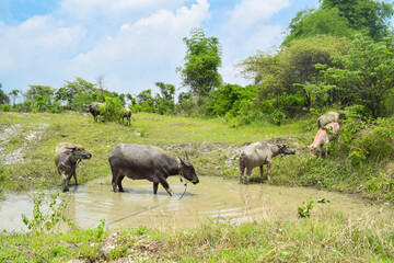 Brown water buffalo are bathing in the mud. Refreshment of Water buffalo