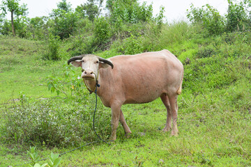 Fototapeta premium Buffalo walks to eat grass in a wide field. young buffalo