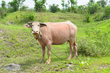 Buffalo walks to eat grass in a wide field. young buffalo