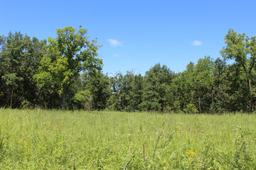 Miami Woods restored tallgrass prairie with trees in the background and blue sky