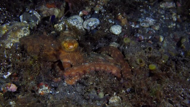 Starry Night Octopus - Callistoctopus luteus hunts at night. Underwater life of Tulamben, Bali, Indonesia.