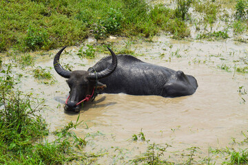 Brown water buffalo are bathing in the mud. Refreshment of Water buffalo - obrazy, fototapety, plakaty