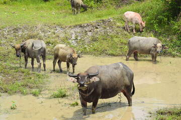 Brown water buffalo are bathing in the mud. Refreshment of Water buffalo