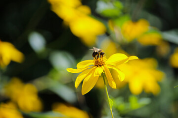 Bee on Black Eye Susan yellow flower in the summer