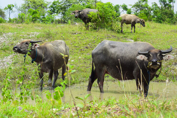 Brown water buffalo are bathing in the mud. Refreshment of Water buffalo