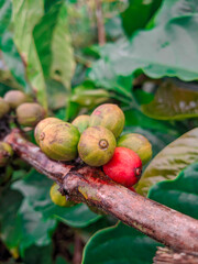 Robusta coffee beans on the tree with various colors are ready to be harvested when ripe