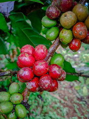Robusta coffee beans on the tree with various colors are ready to be harvested when ripe