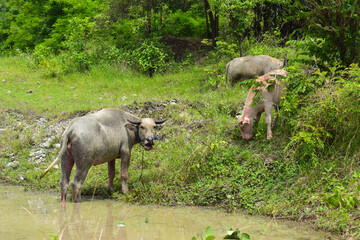 Brown water buffalo are bathing in the mud. Refreshment of Water buffalo