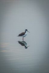 ave con pico largo cazando en el lago