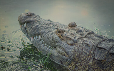 gran cocodrilo salvaje en el rio