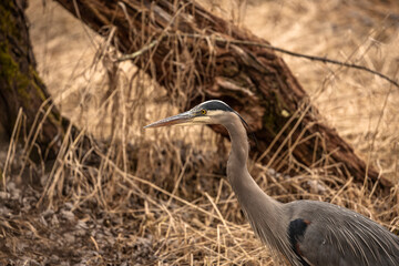 Great Blue Heron walks through the marsh grass