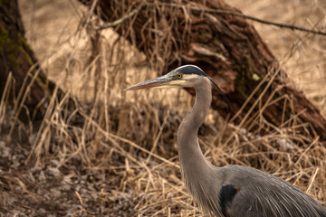Great Blue Heron walks through the marsh grass