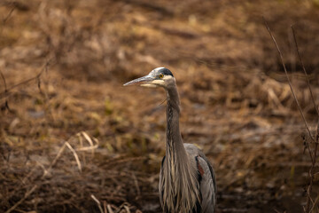 Close-up of a Great Blue Heron