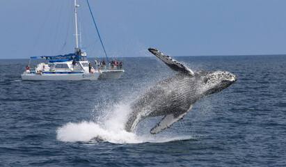 Fototapeta premium Whale jumping out of Ocean