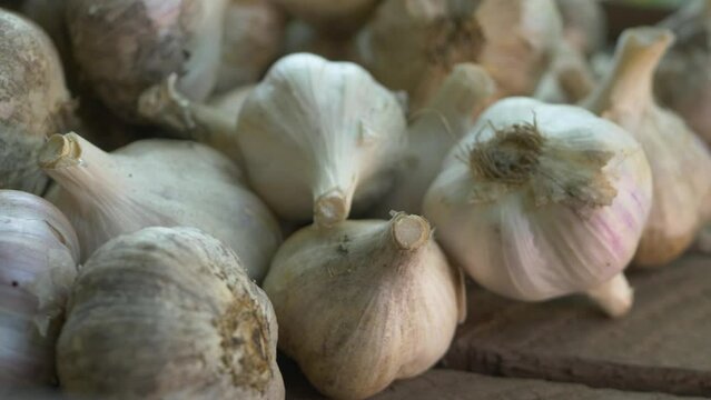 Bunch of garlic whole bulbs. Harvest of unpeeled eco friendly fresh raw vegetables. Spicy culinary ingredient, healthy eating. Pungent flavor as seasoning or condiment, traditional medicine