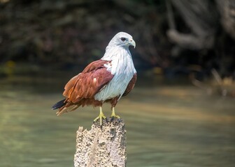 Brahminy kit perched on a bare branch in Allepey, Kerala
