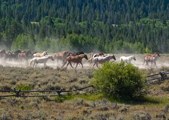 Horses being corralled on a dude ranch in Tetons Wyoming, a classic cowboy scene