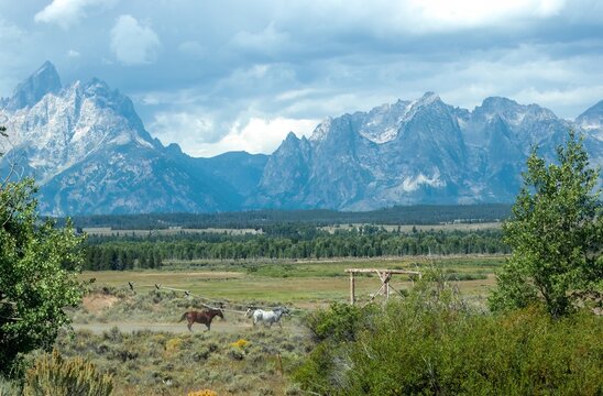 Lone cowboy steering his horses to their barn with the mighty Tetons in the background