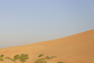 Fototapeta na wymiar group of Gazelle in the desert, UAE