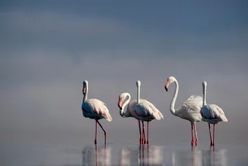  Wild african birds.  Flock of pink african flamingos  walking around the blue lagoon on the background of bright sky on a sunny day. © Yuliia Lakeienko