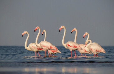 Wild birds. Group birds of white african flamingos  walking around the blue lagoon on a sunny day