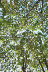 Landscape the big tree with nature background