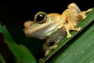 Closeup of a green-eyed tree frog (Litoria serrata) showing its distinct eye color from which it derives its common name. Cairns, Queensland, Australia.