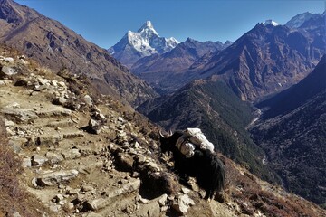 Yak carrying goods with Mt. Ama Dablam afar