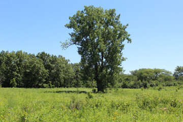 Cottonwood tree in alone in summer a meadow with cloudless blue sky at Somme Prairie Nature...