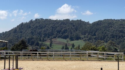 Fototapeta premium landscape with a tree