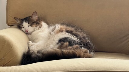 cat sleeping on a sofa
