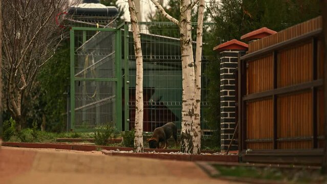 Slow Motion Wide Angle Shot of a Cute Small Puppy Sniffing Around Outside a Park