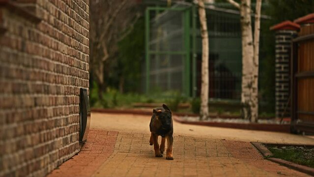 Belgian Shepard Puppy Running Toward Camera Slow Motion 