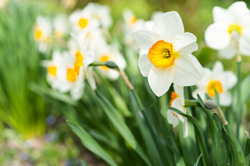 Spring flowers. Close up of narcissus flowers blooming in a garden. Daffodils