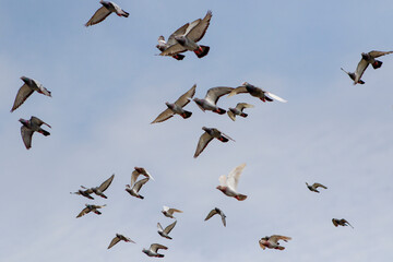 flock of homing pigeon flying against clear blue sky - 566106577